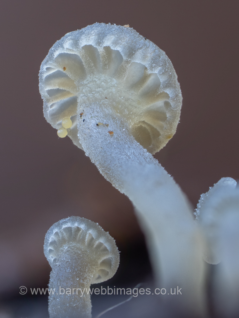 Photo © Barry Webb FRPS Hydropus inopinatus by Barry Webb FRPS